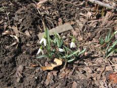 snowdrops two